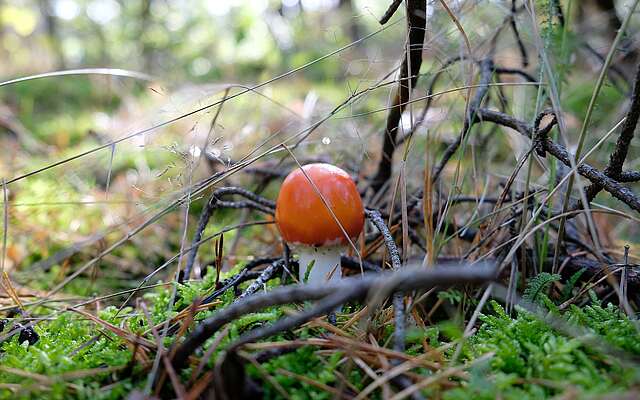 Pilz im Wald