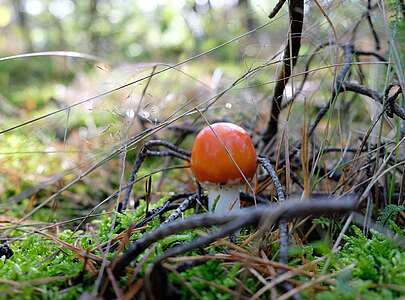 Pilz im Wald