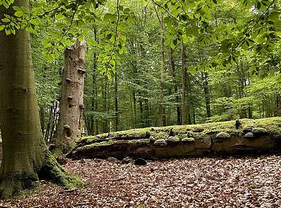 umgefallener Baum Schorfheide