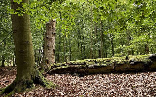 umgefallener Baum Schorfheide