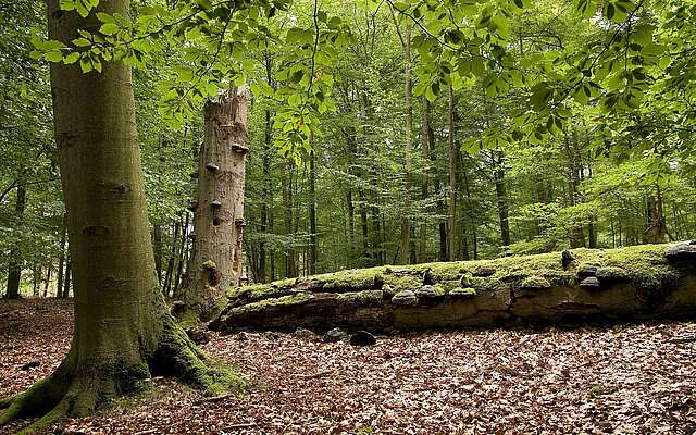 umgefallener Baum Schorfheide