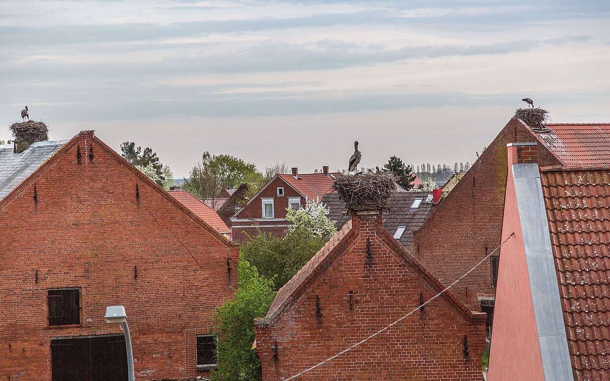 Die Dächer des Storchendorfes Rühstädt