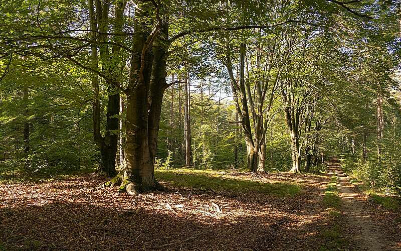 Gahroer Buchheide