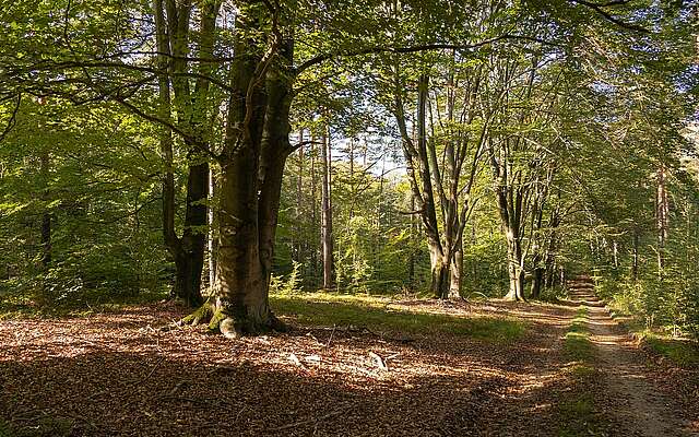 Gahroer Buchheide Gahroer Buchheide