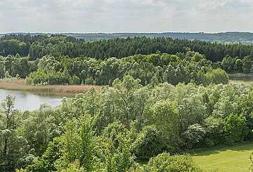 Schorfheide bei Brodowin