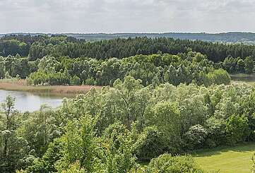 Schorfheide bei Brodowin